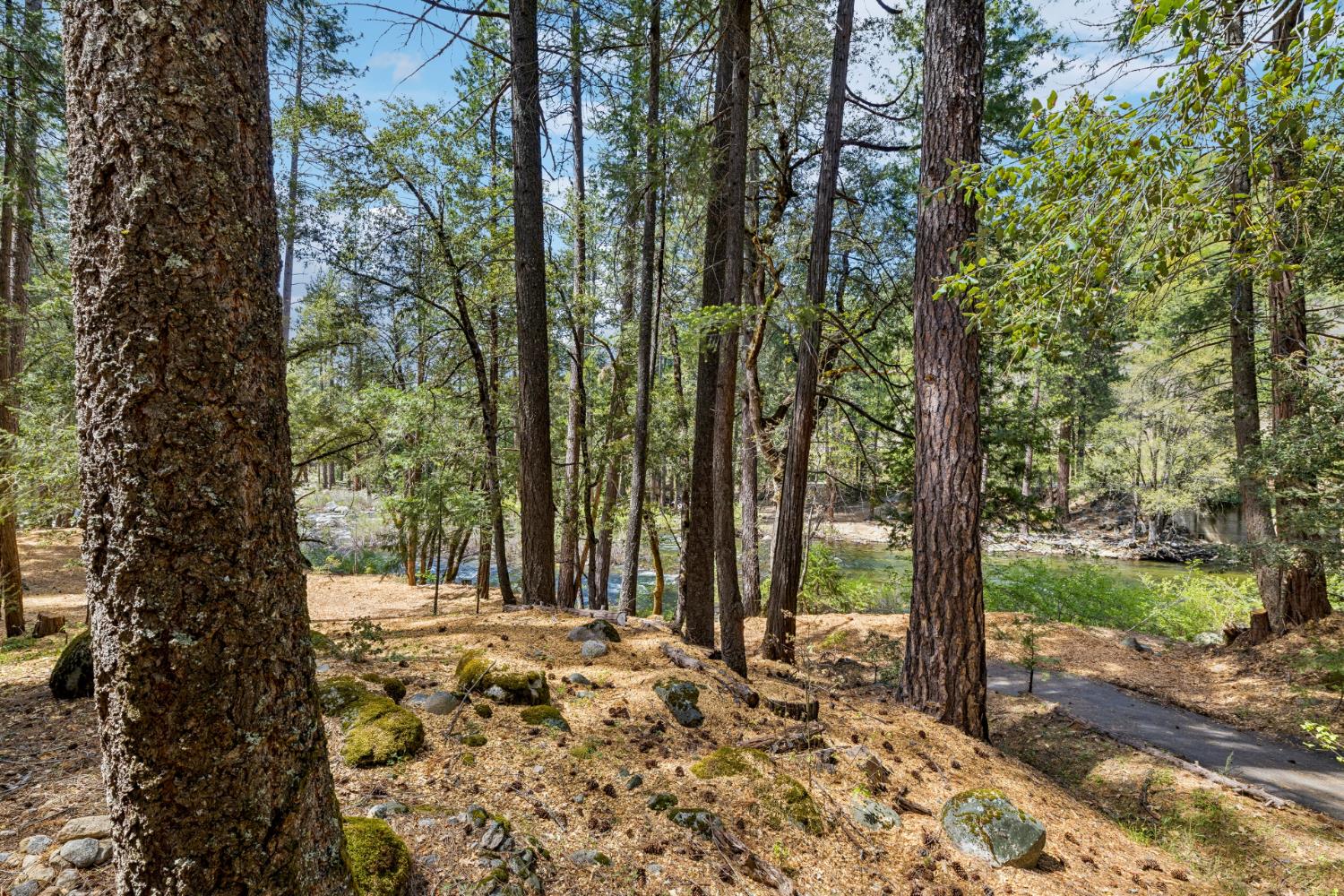 3045 Alder Creek Road, Unit 16 Pollock Pines, CA 95726 - Photo 11 of 20 a view of a yard with plants and trees