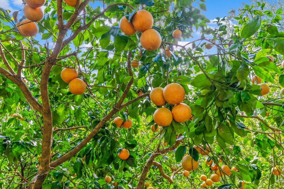 St, Unit 5 Kilauea, HI 96754 - Photo 23 of 26 a bird view of a tree in a garden