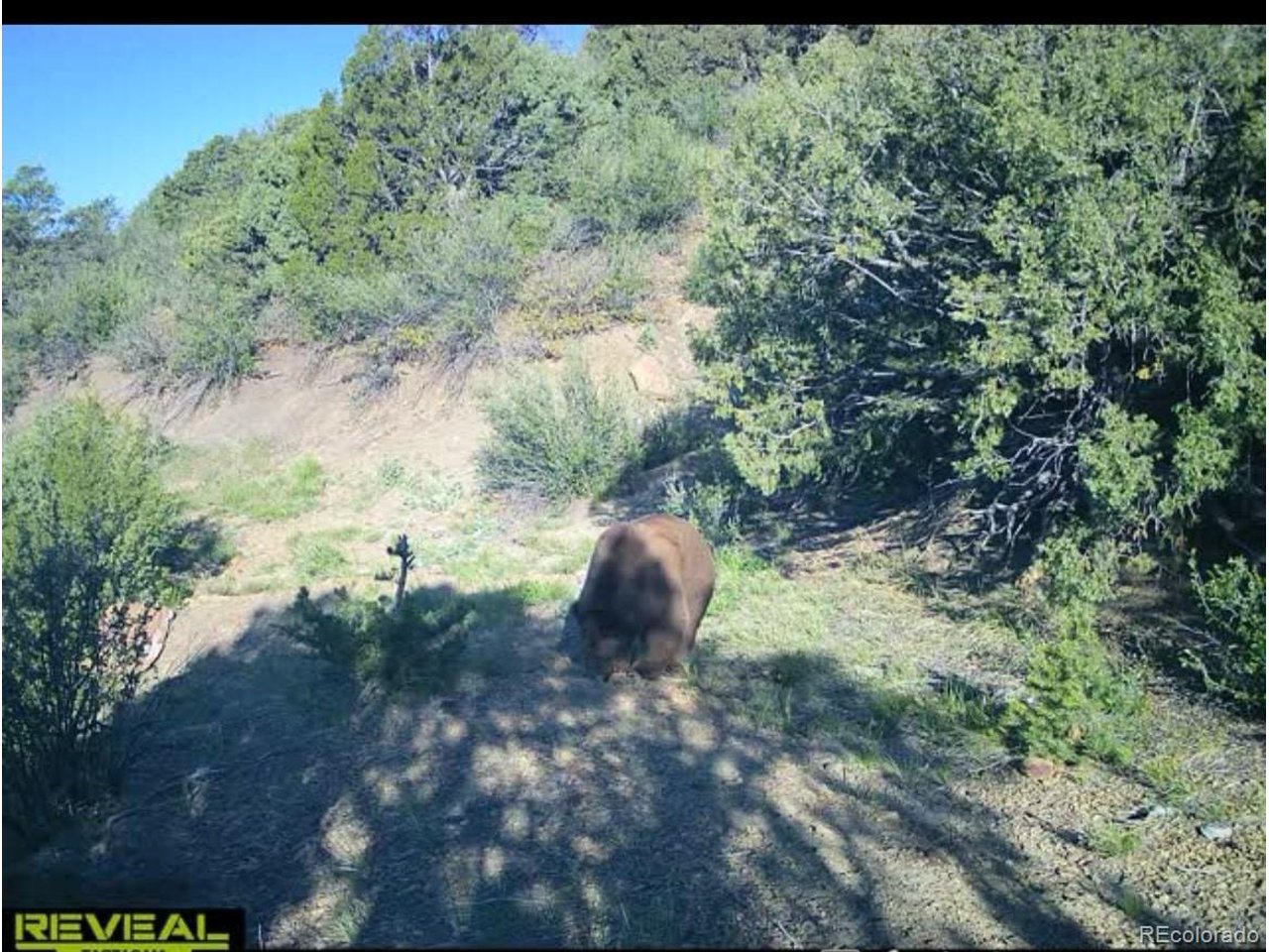 Picketwire Road Trinidad, CO 81082 - Photo 15 of 25 trail camera