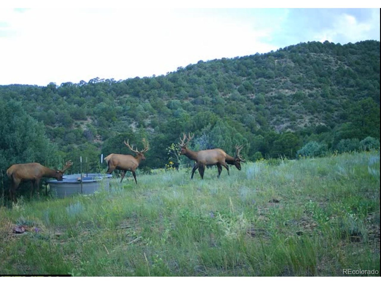 Picketwire Road Trinidad, CO 81082 - Photo 19 of 25 trail camera