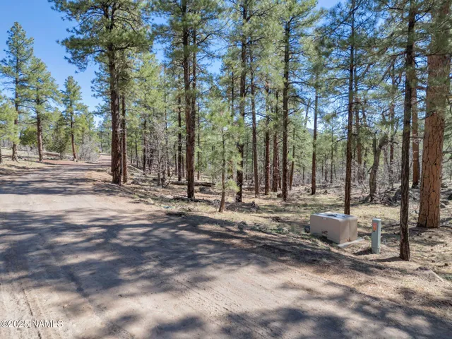 a view of yard with trees