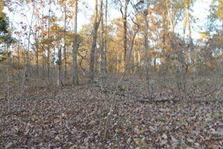 154 Baptist Branch Road Mount Pleasant, TN 38474 - Photo 11 of 22 Gallery Image 11