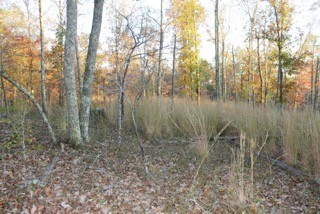 154 Baptist Branch Road Mount Pleasant, TN 38474 - Photo 13 of 22 Gallery Image 13