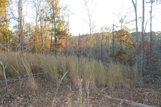 154 Baptist Branch Road Mount Pleasant, TN 38474 - Photo 14 of 22 Gallery Image 14