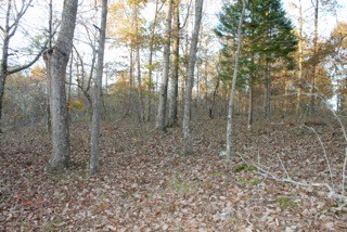 154 Baptist Branch Road Mount Pleasant, TN 38474 - Photo 16 of 22 Gallery Image 16