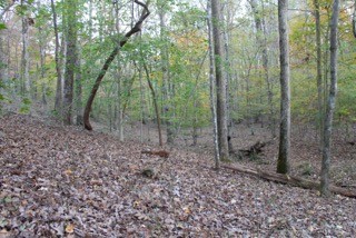 154 Baptist Branch Road Mount Pleasant, TN 38474 - Photo 17 of 22 Gallery Image 17