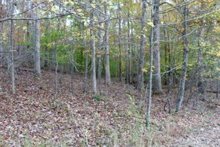 154 Baptist Branch Road Mount Pleasant, TN 38474 - Photo 3 of 22 Gallery Image 3