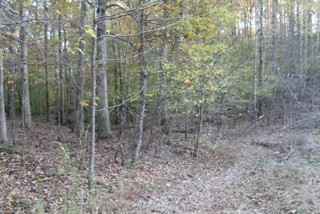154 Baptist Branch Road Mount Pleasant, TN 38474 - Photo 4 of 22 Gallery Image 4