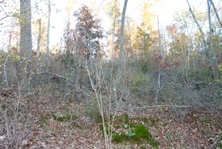 154 Baptist Branch Road Mount Pleasant, TN 38474 - Photo 5 of 22 Gallery Image 5