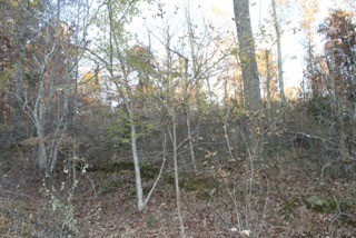 154 Baptist Branch Road Mount Pleasant, TN 38474 - Photo 6 of 22 Gallery Image 6