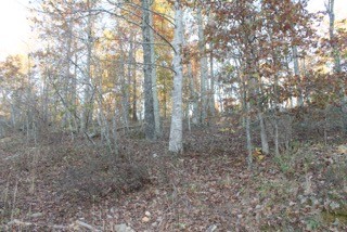 154 Baptist Branch Road Mount Pleasant, TN 38474 - Photo 7 of 22 Gallery Image 7