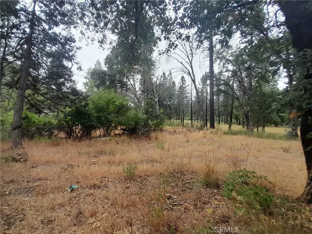 a view of a forest with trees