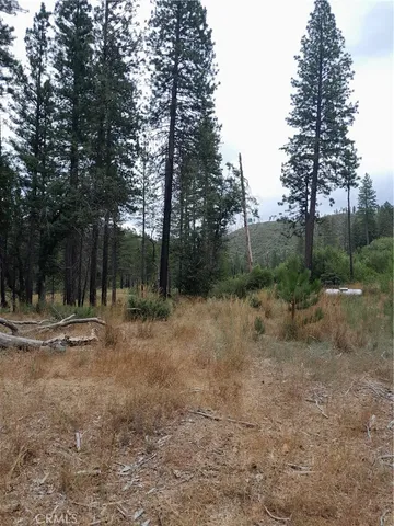 a view of a yard with a tree
