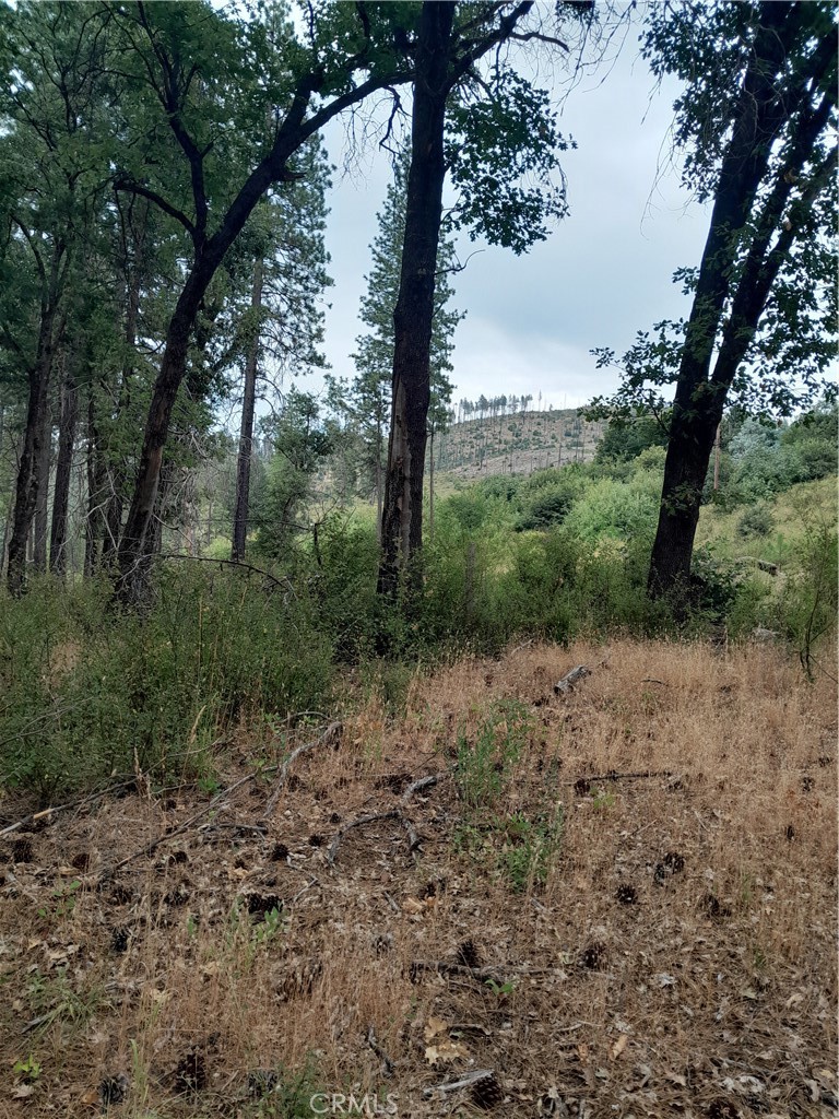 3979 Yellow Wood Road Oroville, CA 95965 - Photo 5 of 7 a view of a forest filled with trees