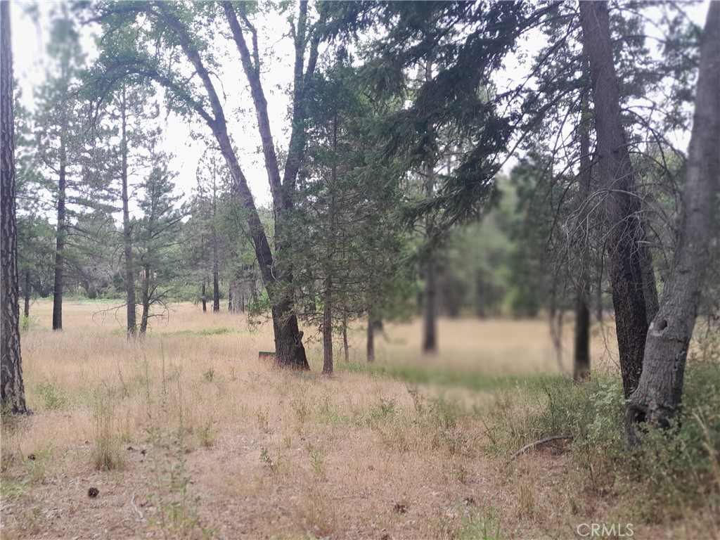 3979 Yellow Wood Road Oroville, CA 95965 - Photo 6 of 7 a view of a yard with a tree