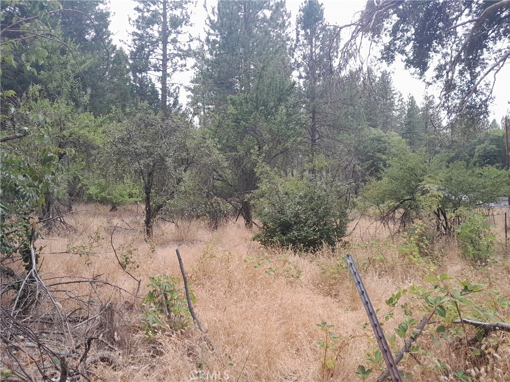 3979 Yellow Wood Road Oroville, CA 95965 - Photo 7 of 7 a view of a forest with trees in the background