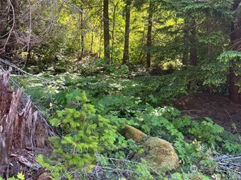 a view of a lush green forest