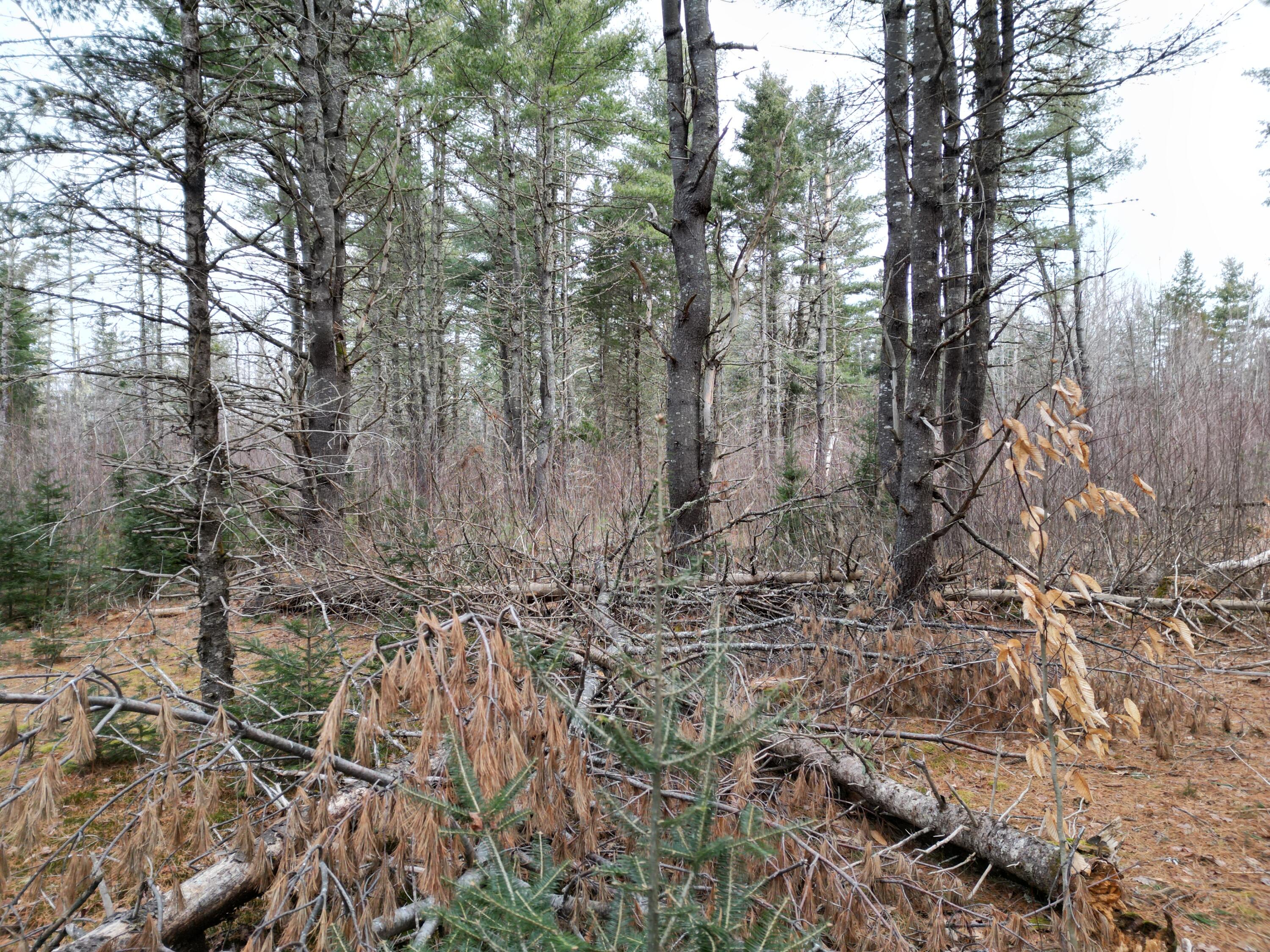 Lot 11 North Road Lee, ME 04455 - Photo 15 of 21 DJI_0980