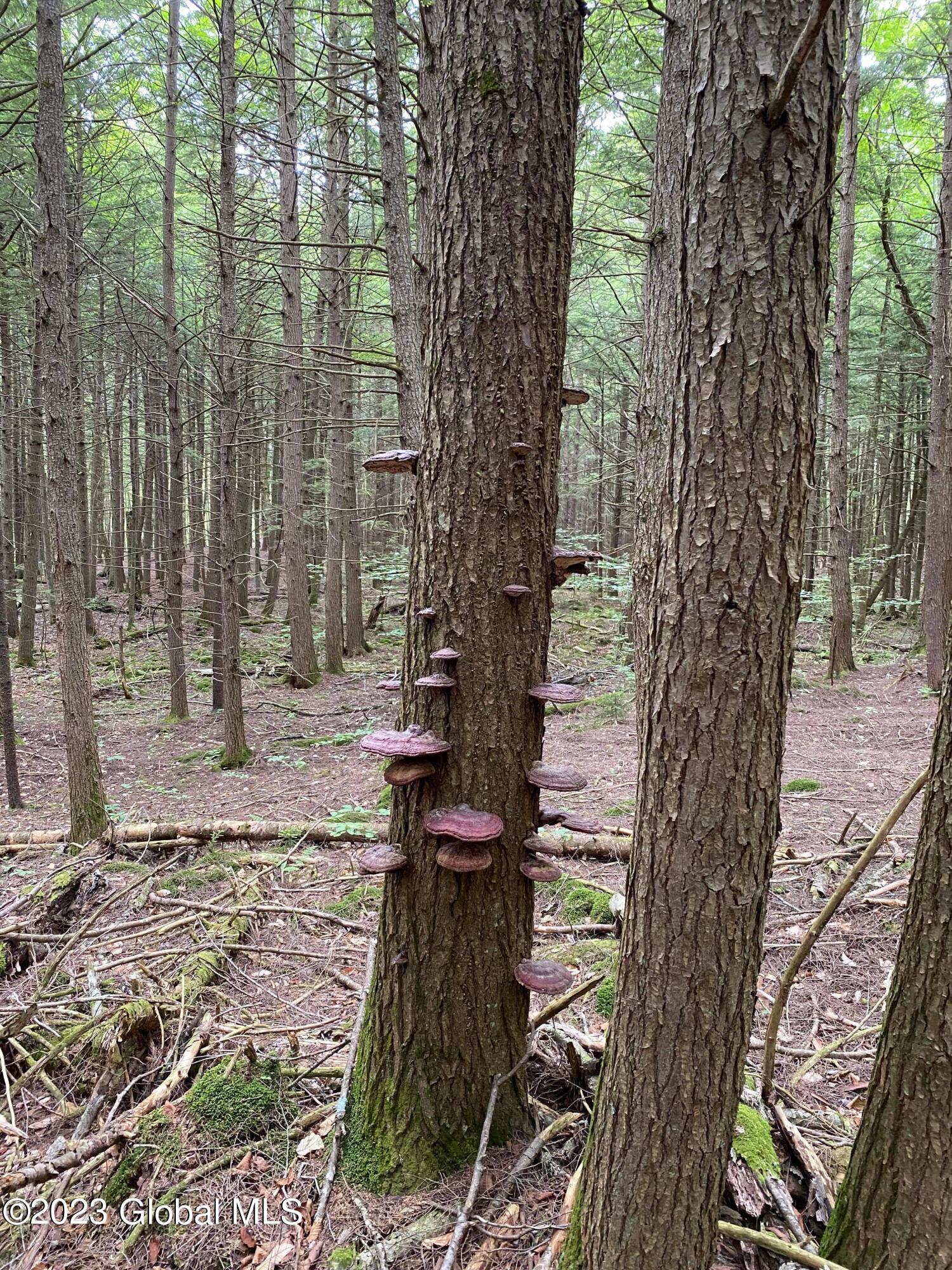 279 Snow Road Hadley, NY 12835 - Photo 16 of 24 IMG_9324