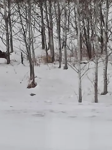 $456,000 | 17 East County Road 17, Mizpah, MN 56660