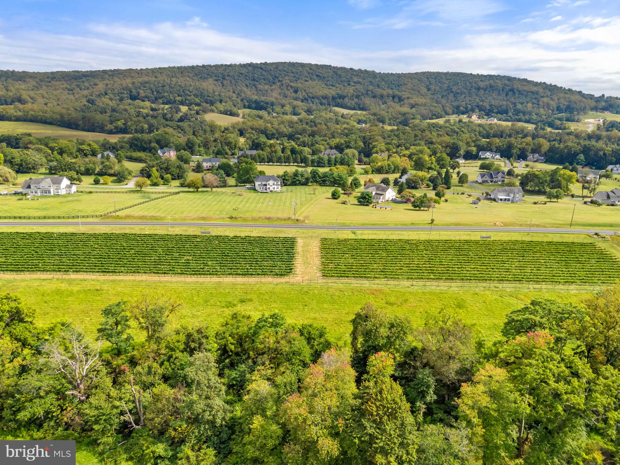 14001 Harpers Ferry Road Purcellville, VA 20132 - Photo 16 of 70 The Chardonnay & Chardonel vineyards
