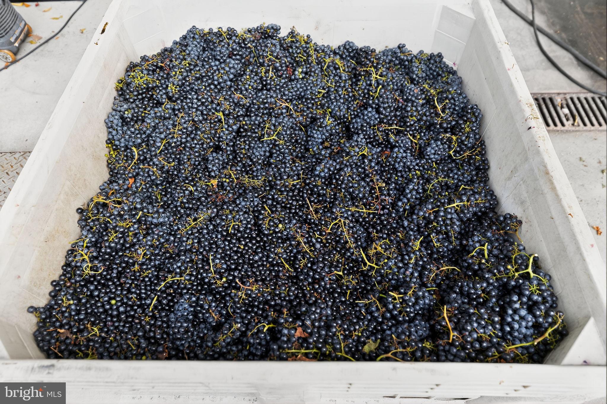 14001 Harpers Ferry Road Purcellville, VA 20132 - Photo 57 of 70 It's harvest time