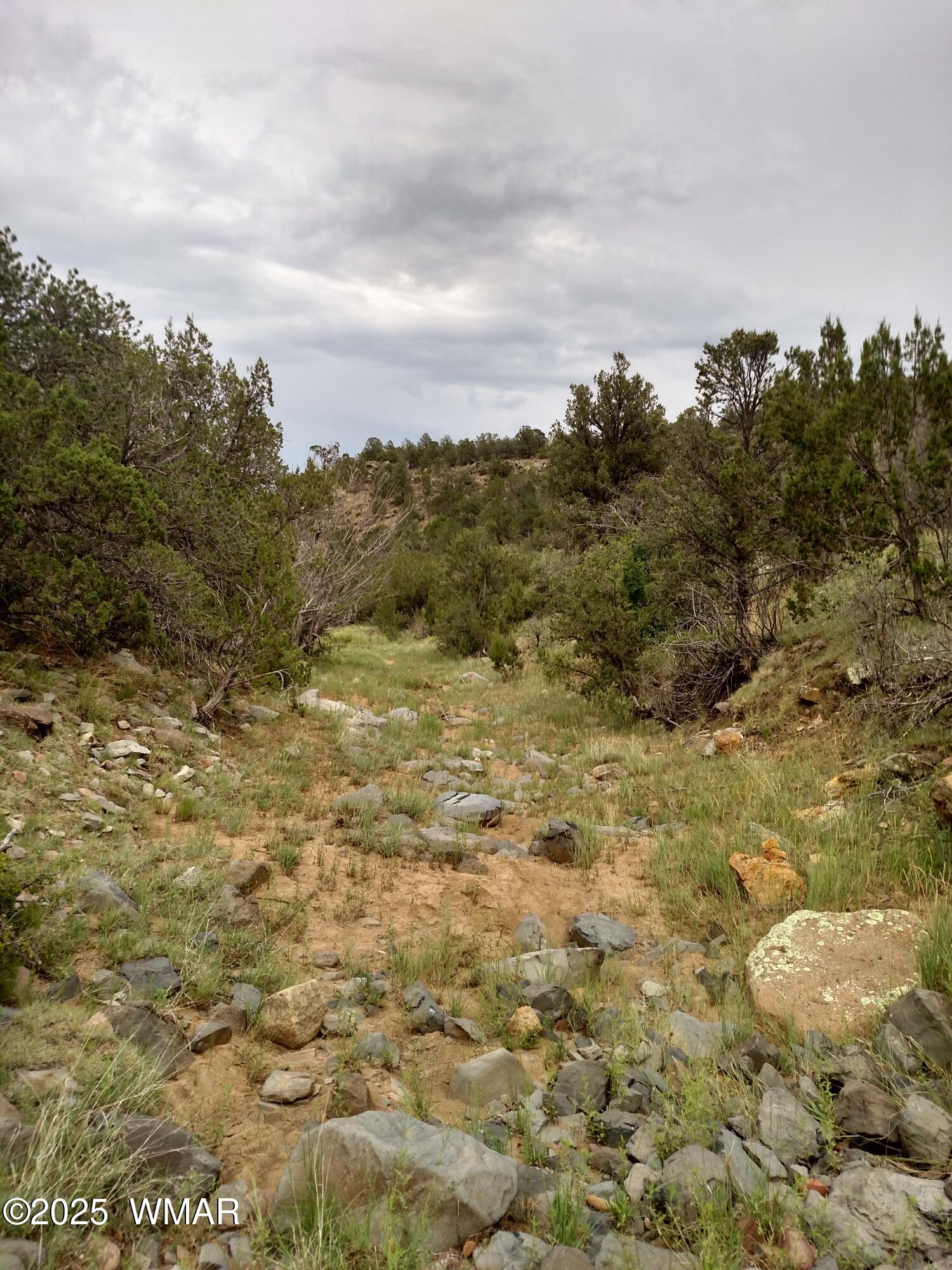Tbd 3196 Vernon, AZ 85940 - Photo 11 of 21 a view of a field with trees in the background