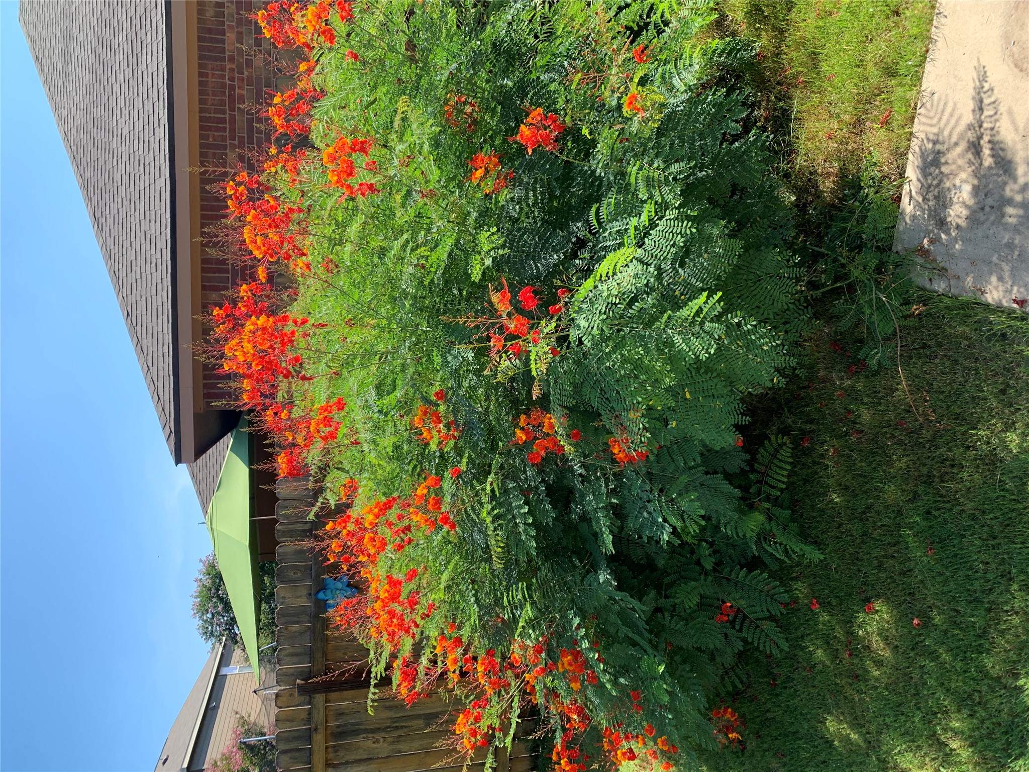 112 Eagle Owl Loop Leander, TX 78641 - Photo 24 of 34 Vibrant foliage with red-orange blooms, a wooden privacy fence, a green outdoor umbrella, and a brick exterior with a shingle roof