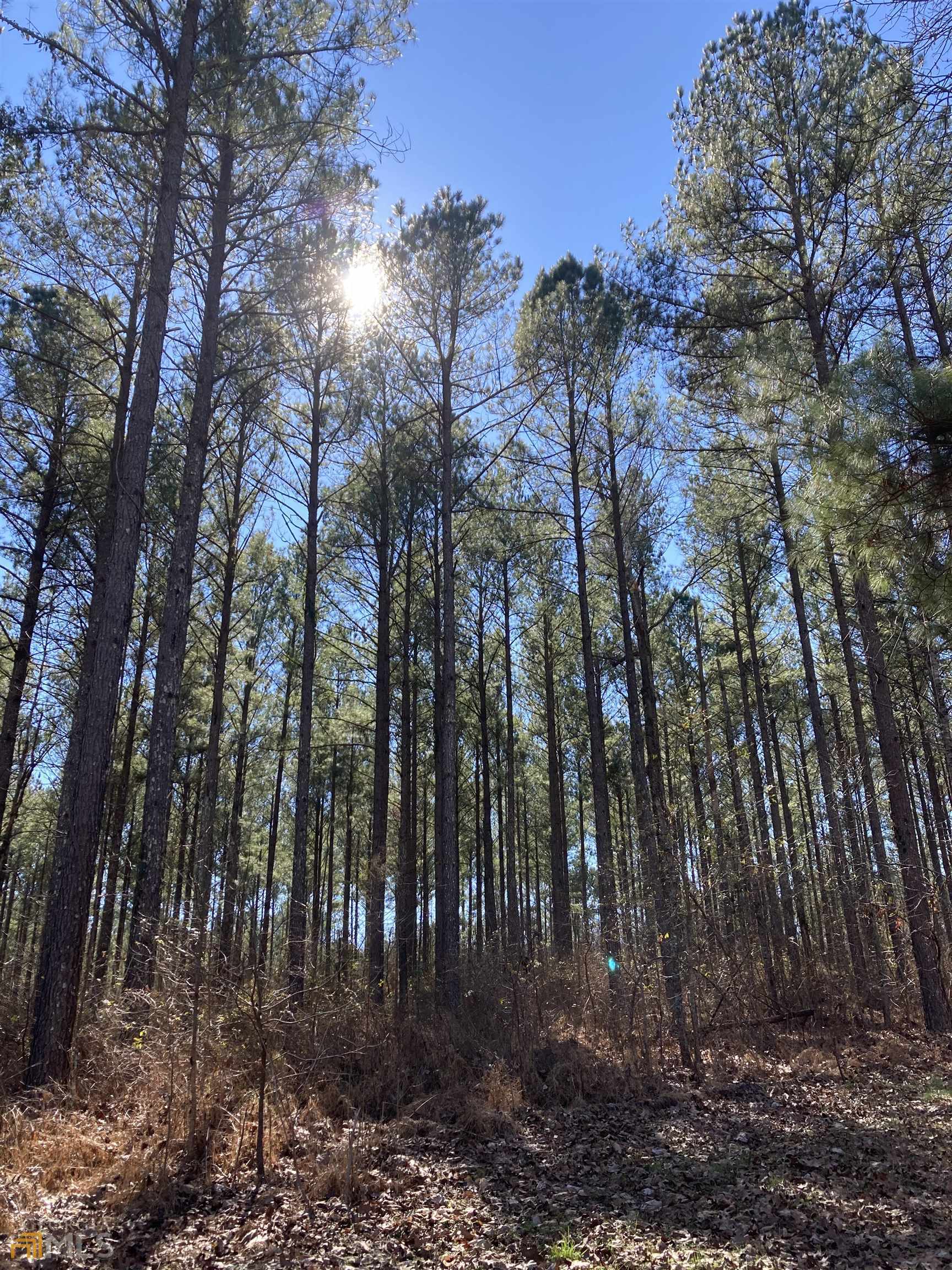 Tract 13 Aqua Road Madison, GA 30650 - Photo 1 of 1 a view of a yard with lots of trees
