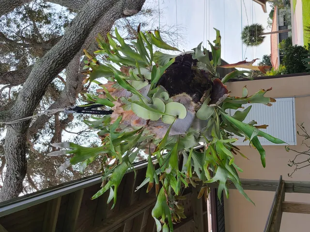 $3,000 | 2557 Pineapple Avenue, Melbourne, FL 32935