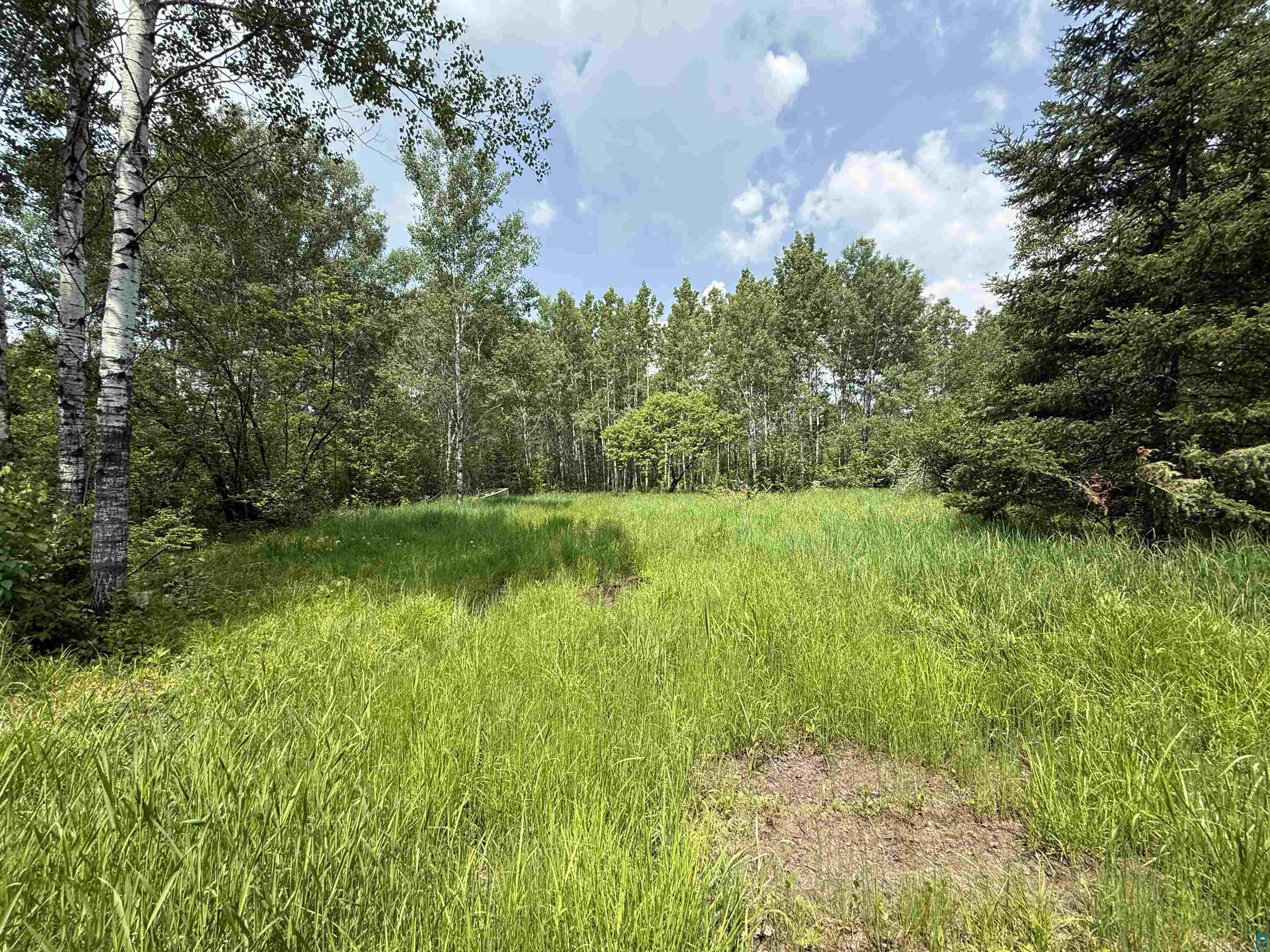 Tbd Samuelson Road Angora, MN 55703 - Photo 8 of 43 View of tree filled area