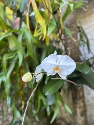 a close up of a tree in a garden