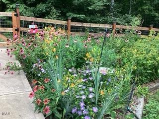 384 Potluck Farm Road Rougemont, NC 27572 - Photo 33 of 34 Garden blooms