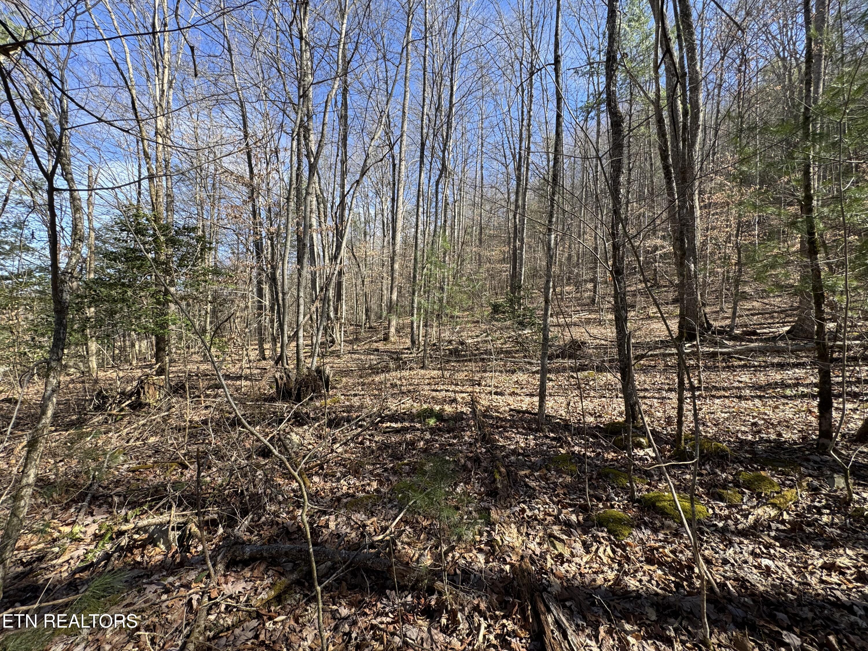 4.64 Cougar Trail Del Rio, TN 37727 - Photo 3 of 7 IMG_4075