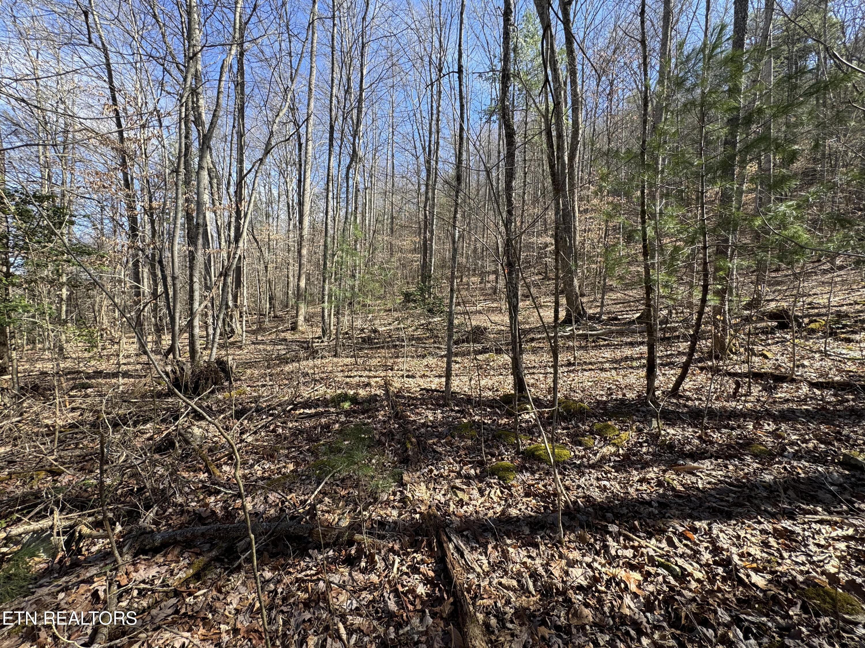 4.64 Cougar Trail Del Rio, TN 37727 - Photo 4 of 7 IMG_4076