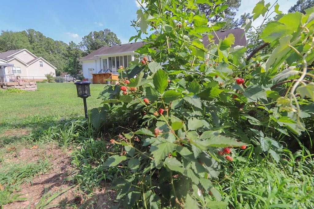 391 Country Club Road Camden, NC 27921 - Photo 29 of 42 raspberries!