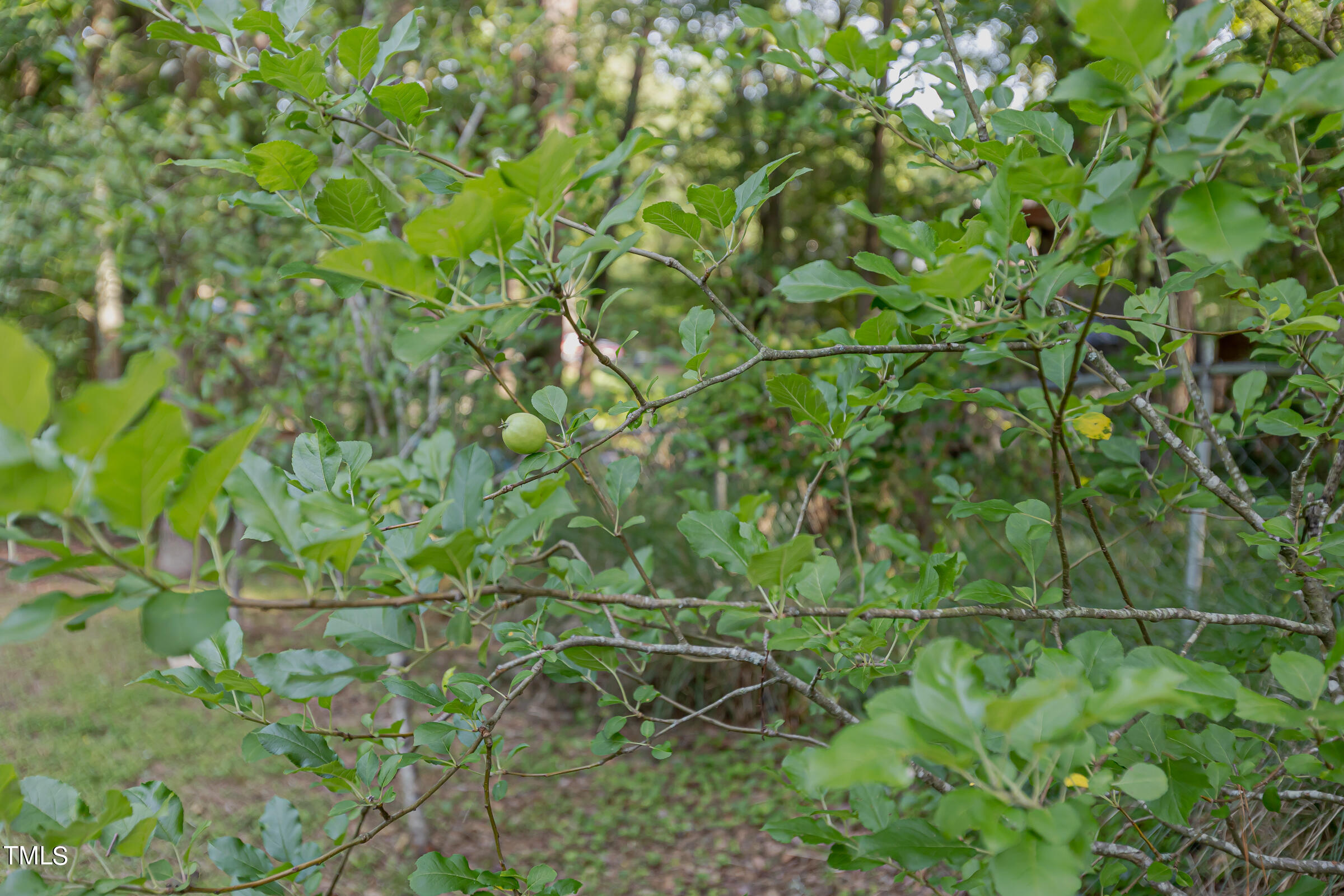 4721 Mial Plantation Road Raleigh, NC 27610 - Photo 61 of 61 Bush - 4721MialPlantationRd-65