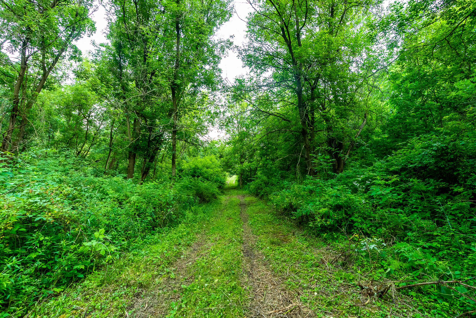 Lt0 Smyth Hollow Road Hillpoint, WI 53937 - Photo 21 of 45 Richland-County-WI-61-Acres-Land-For-Sal