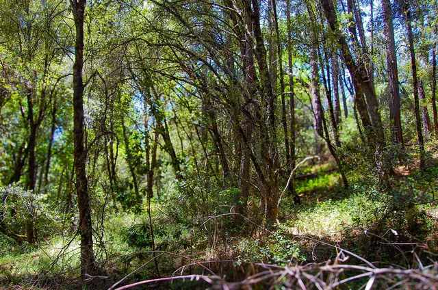 $79,999 | 14515 Manzanita Road, Sutter Creek, CA 95685