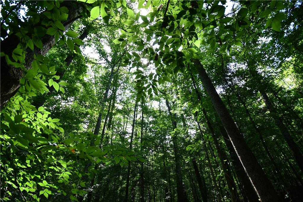 8 Windridge Lane Temple, GA 30179 - Photo 11 of 24 a view of a lush green forest