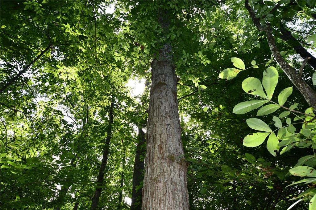 8 Windridge Lane Temple, GA 30179 - Photo 12 of 24 a picture of tree
