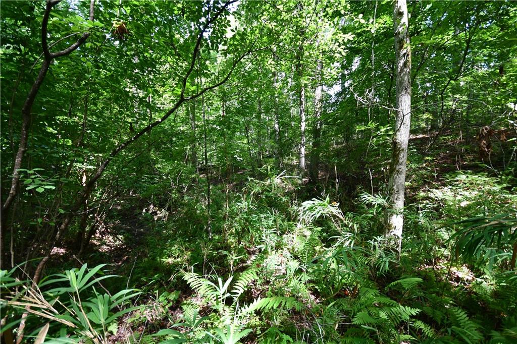 8 Windridge Lane Temple, GA 30179 - Photo 15 of 24 a view of a lush green forest