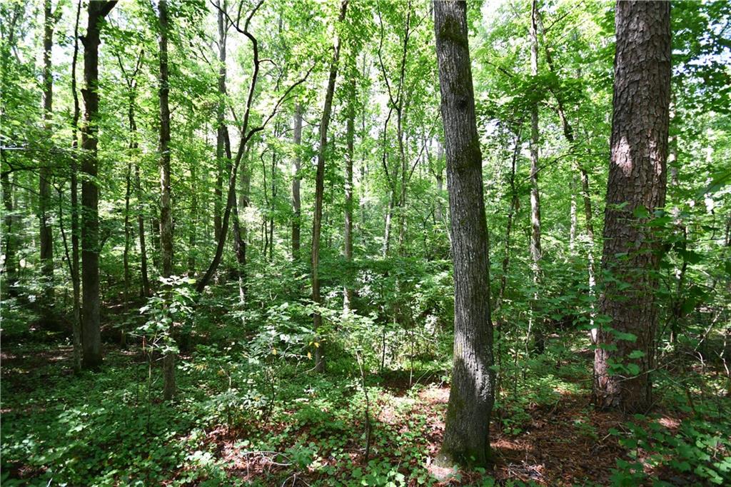 8 Windridge Lane Temple, GA 30179 - Photo 17 of 24 a view of forest