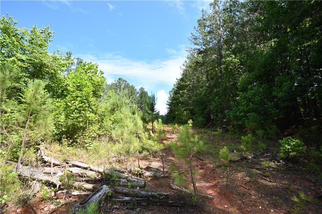 8 Windridge Lane Temple, GA 30179 - Photo 19 of 24 a view of a yard with plants and a tree