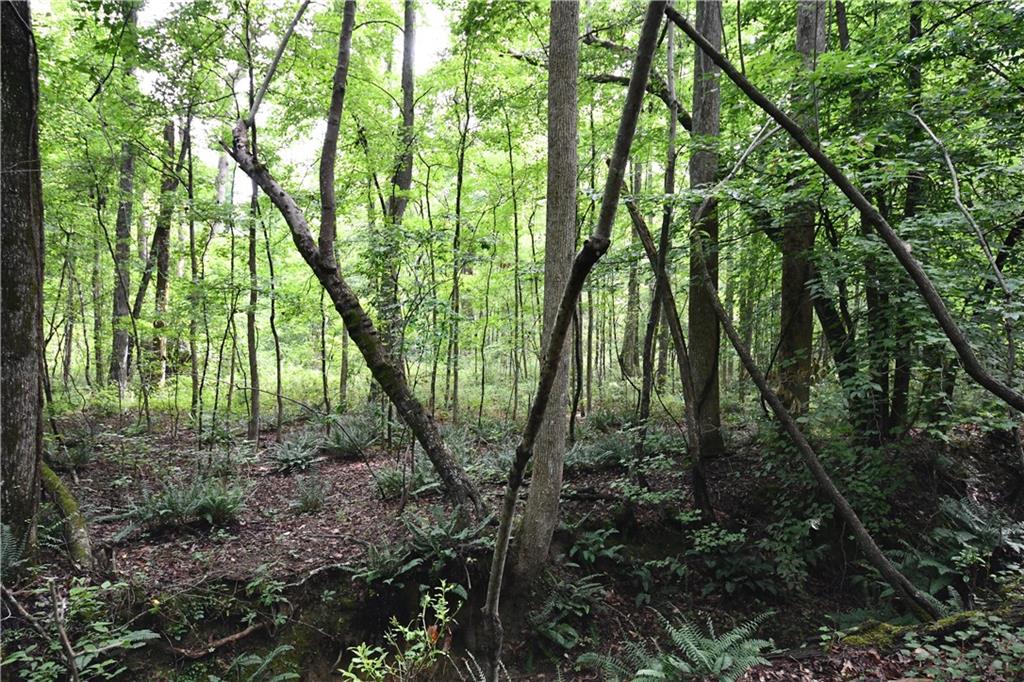 8 Windridge Lane Temple, GA 30179 - Photo 2 of 24 a view of outdoor space and trees