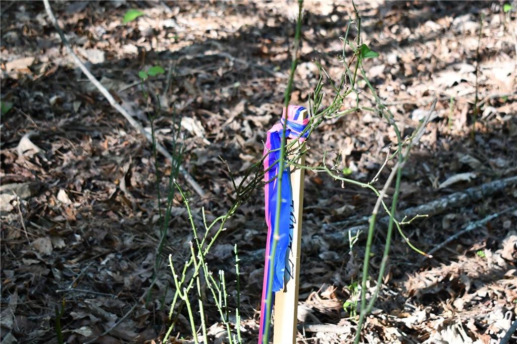 8 Windridge Lane Temple, GA 30179 - Photo 21 of 24 a picture of tree