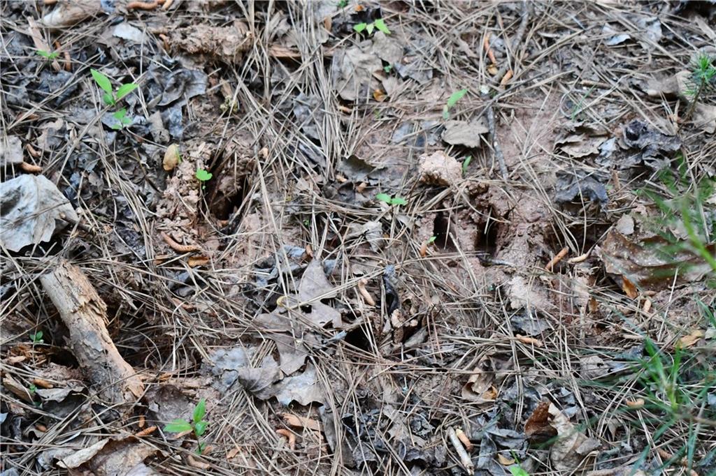 8 Windridge Lane Temple, GA 30179 - Photo 22 of 24 a view of a field