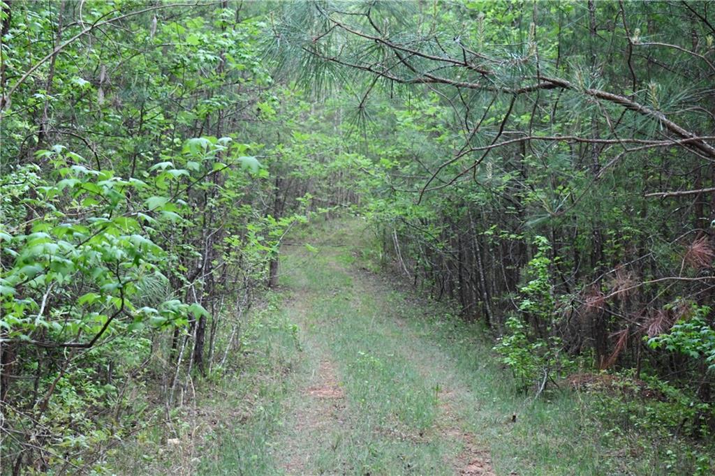 8 Windridge Lane Temple, GA 30179 - Photo 23 of 24 a view of a forest with a tree