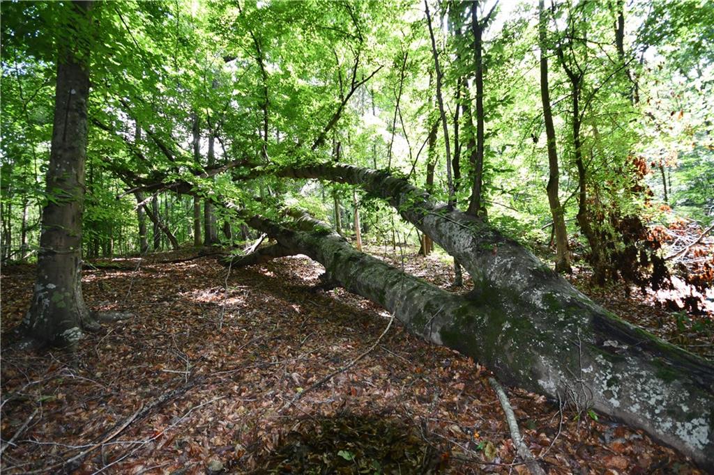 8 Windridge Lane Temple, GA 30179 - Photo 8 of 24 a view of tree