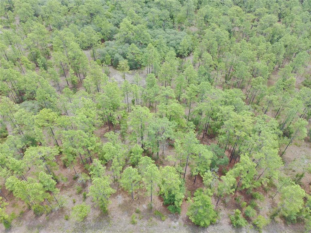 Southwest Buena Vista Road Dunnellon, FL 34431 - Photo 6 of 8